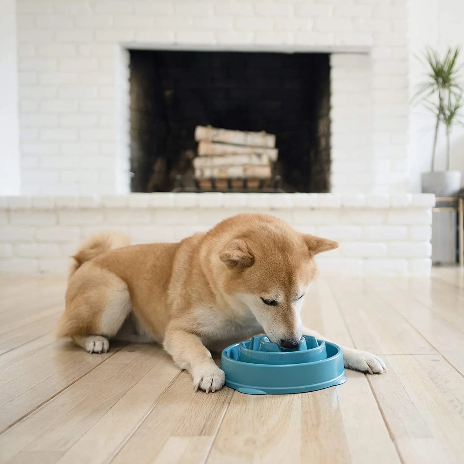 Outward Hound Fun Feeder Slo Bowl (turquoise)